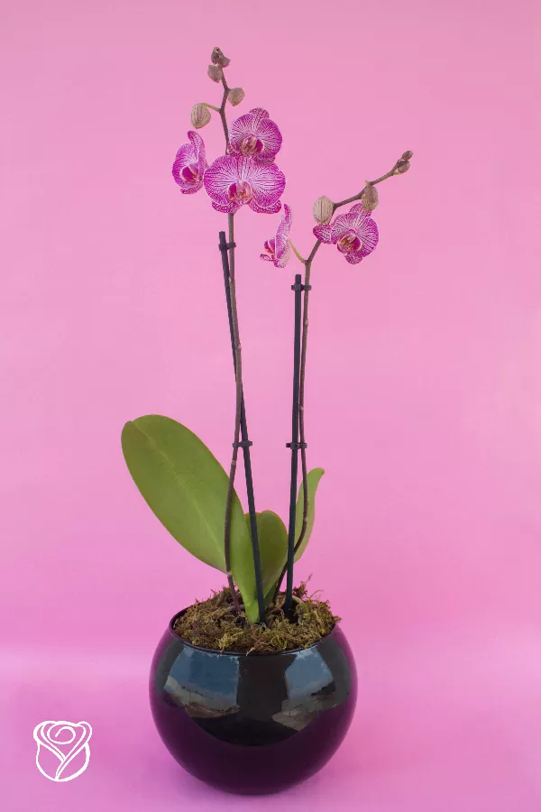 orquidea1