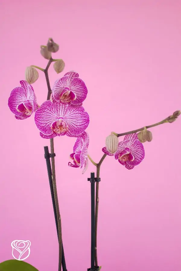 orquidea5.1-min