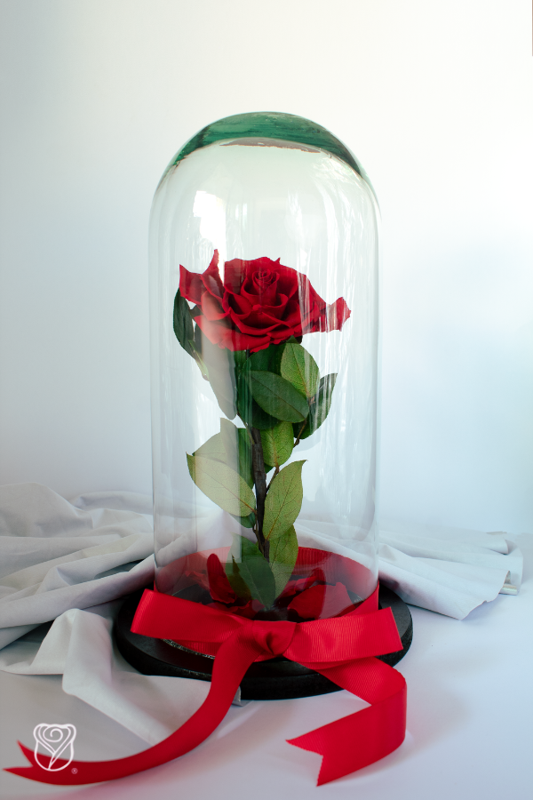 Rosas Eternas En Cinta