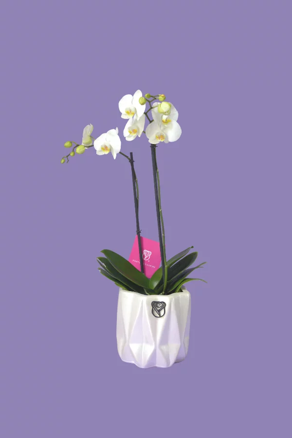 Modelo_orquidea