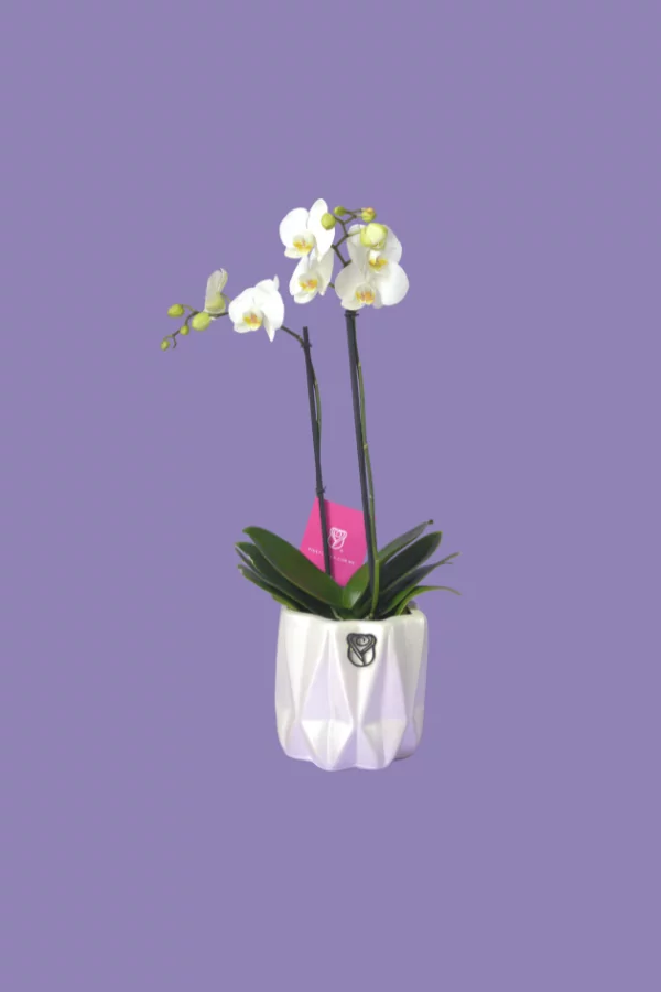 modelo_Phalaenopsis_2