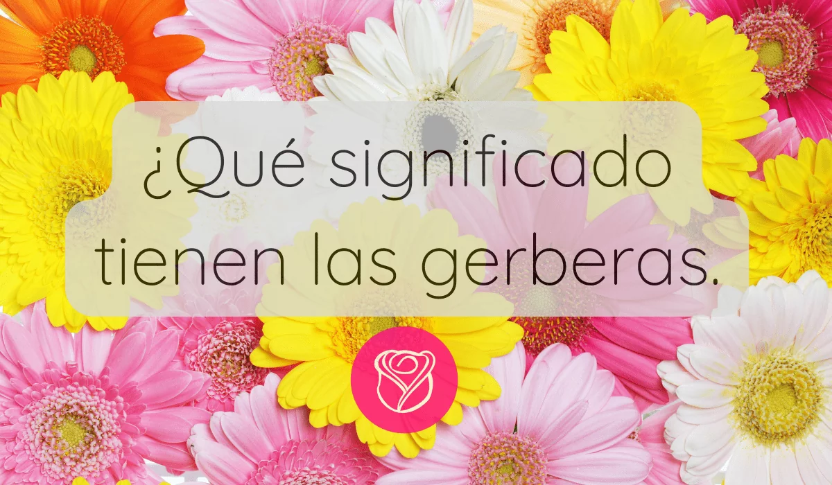 Significado de las gerberas