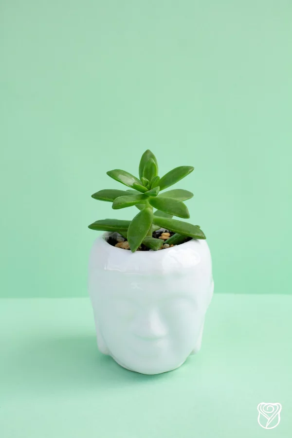 Nuevos_arreglos_junio(11)