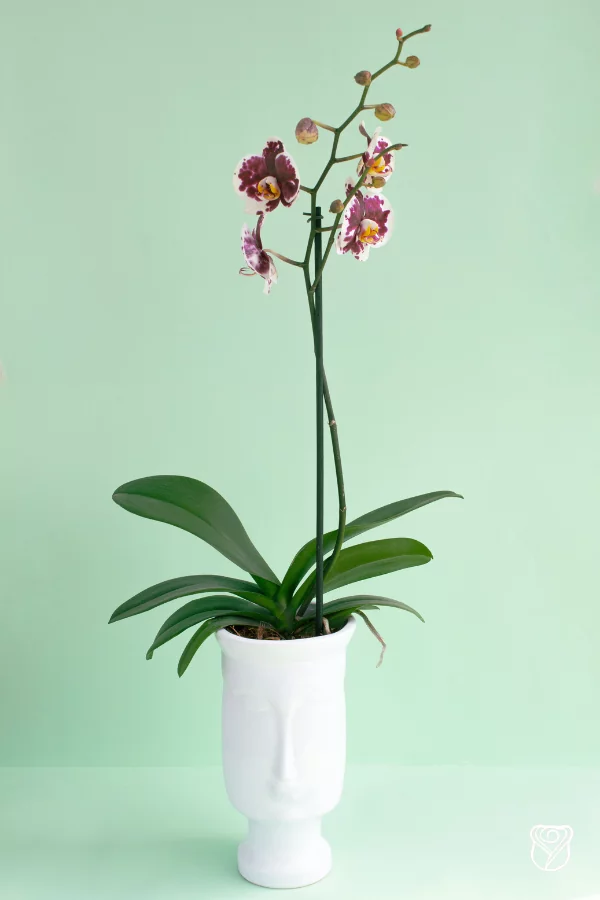 Nuevos_arreglos_junio(2)