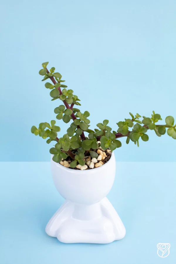 Nuevos_arreglos_junio(5)