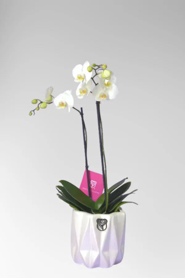 Categories_images_orquideas