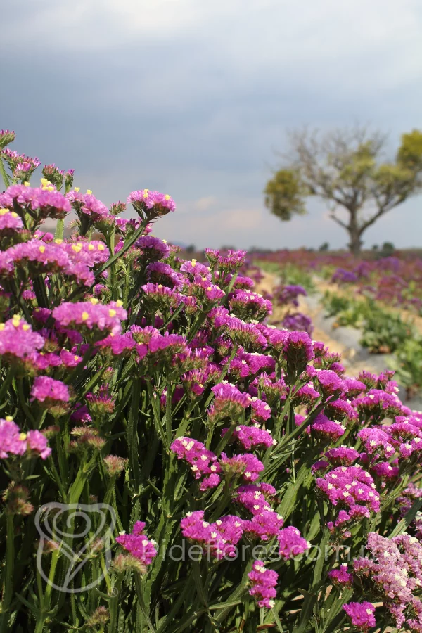nuestraflores(1)