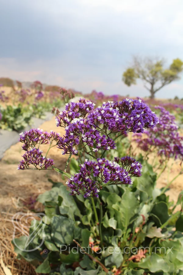 nuestraflores(2)