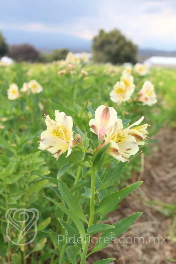 nuestraflores(6)