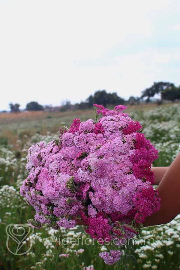 nuestraflores(7)