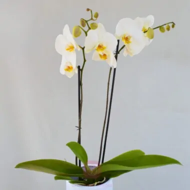 Orquídea Elegancia