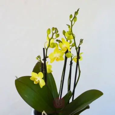 Orquídea Radiante