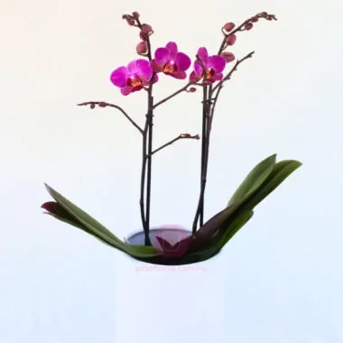 Orquídea Fucsia