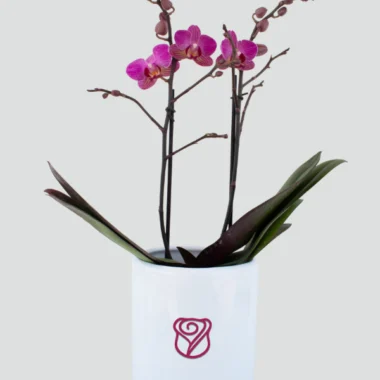 Orquídea Fucsia