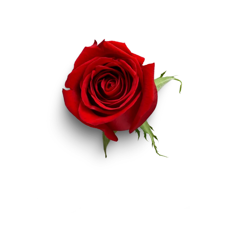 elements_sanValentin_26